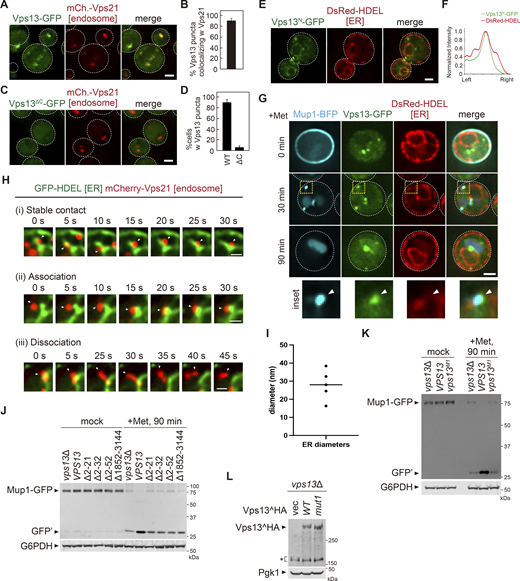 Vps13 localization at the ER–endosome contact site. (A) Localization of Vps13–GFP. Scale bar: 1 µm. (B) Quantification of Vps13–GFP colocalizing with mCherry–Vps21 from A. (C) Localization of Vps13ΔC–GFP (residues 1–1851). Scale bar: 1 µm. (D) Quantification of Vps13–GFP puncta localization from C. (E) The localization of Vps13N–GFP (residues 1–39). Scale bar: 1 µm. (F) Line scan analysis for the region highlighted by the yellow dash line in E. (G) Vps13–GFP localization at the ER–endosome contact site. Vps13–GFP, DsRed–HDEL (ER), and Mup1–BFP (endosome) expressing cells were stimulated with methionine. Scale bar: 1 µm. (H) Live cell-imaging analysis of the ER (GFP-HDEL) and endosome (mCherry–Vps21). Scale bar: 500 nm. (I) The diameter of the ER contact with the endosome. The membrane was designed ER by the observation of its bound ribosomes, dimensions, and staining by high-pressure freezing and electron tomography. ER diameters per 100-nm interval starting at the endosome contact along the 500 nm length of ER were determined. (J and K) Mup1–GFP processing in vps13 mutants after methionine stimulation. Cell lysates were analyzed by immunoblotting using anti-GFP and anti-G6PDH antibodies. (L) Western blotting analysis of Vps13 expression. Cell lysates were analyzed by immunoblotting using anti-HA and anti-Pgk1 antibodies. Source data are available for this figure: SourceData FS2. Refer to the image caption for details.
