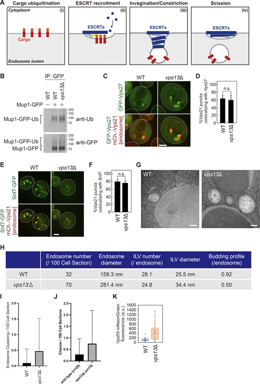 Characterization of MVB biogenesis in vps13 mutants. (A) Schematic of ESCRT-mediated sorting at the endosome. (B) The ubiquitination of Mup1–GFP. Mup1–GFP expressing cells were stimulated with methionine for 15 min and then immunoprecipitated under denatured conditions. The immunoprecipitated (IP) products were analyzed by immunoblotting using anti-GFP and anti-ubiquitin antibodies. (C) GFP–Vps27 (ESCRT-0) localization. Scale bar: 1 µm. (D) Quantification of GFP–Vps27 localization from C. (E) Snf7–GFP (ESCRT-III) localization. Scale bar: 1 µm. (F) Quantification of Snf7–GFP localization from E. (G) Thin section electron miscopy images of WT and vps13Δ yeast cells. Scale bars: 100 nm. (H) The value of quantification data of electron tomography analysis. (I) Quantification of endosome clustering. (J) Quantification of the chance of MVBs (endosomes) in WT and vps13Δ cells. (K) Fluorescence intensity of the Vps55–mNeonGreen punctate structures from Fig. 4 D. Source data are available for this figure: SourceData FS3.