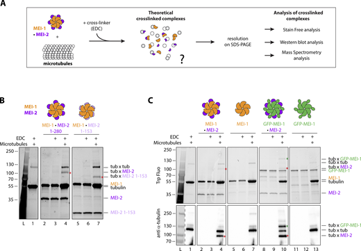 Both Katanin subunits interact with microtubules. (A) Schematic of the in vitro crosslink assay. Briefly, purified proteins (KataninMEI-1-MEI-2 and microtubules) were mixed and incubated with EDC chemical crosslinker for 15 min. Samples were resolved on SDS PAGE and analyzed using stain-free (BioRad) based on tryptophan fluorescence labeling, Western blot, or mass spectrometry. (B) Crosslink assay between Katanin, composed of MEI-1 (orange) and MEI-2 full length (1–280) (purple) or N-terminal fragment (1–153) (light purple) and microtubules. Red stars indicate crosslinked complexes MEI-2*tubulin. SDS PAGE (BioRad) was analyzed by stain-free technique based on tryptophan fluorescence (Stain Free; Bio-Rad). (C) Crosslink assay between KataninMEI-1-MEI-2 or MEI-1 alone (orange) with or without GFP tag (green) and microtubules. Red stars indicate crosslinked complexes MEI-2*tubulin. Green star indicates the crosslinked complex GFP-MEI-1*tubulin. SDS PAGE was analyzed using tryptophan fluorescence (Stain Free; Bio-Rad) (upper panel) and by Western blot using anti-tubulin antibody (lower panel). Experiments were performed at least in triplicate and the maximal variation observed was <10%. Source data are available for this figure: SourceData F1. Refer to the image caption for details.
