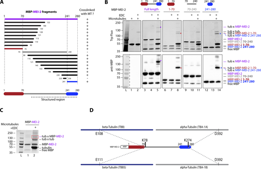 Katanin binds to microtubules via two domains on MEI-2 subunit. (A) Schematic representation of all MEI-2 fragments tagged with MBP tested in crosslink with microtubules in vitro. Black fragments still crosslink with microtubules, whereas the gray fragment does not. MEI-2 1–70 (red) and MEI-2 241–280 (blue) were identified as two minimal MEI-2 fragments able to crosslink with microtubules. The dashed line corresponds to the putative structured region of MEI-2 based on the Mm Katnb1 fragment structure (Jiang et al., 2018). (B) Crosslink assay between MBP–MEI-2 full-length (purple) or fragments and microtubules. Colorful stars indicate crosslinked complexes MBP–MEI-2*tubulin or MBP-MEI-2 fragment*tubulin. SDS PAGE was analyzed using tryptophan fluorescence (Stain Free; Bio-Rad; upper panel) and by Western blot using anti-MBP antibody (lower panel). The absence of crosslink between MBP tag alone and microtubules is controlled in Fig. S2. Experiments were performed at least in triplicate and the maximal variation observed was <10%. (C) Red square corresponds to crosslink complex MBP–MEI-2*tubulin extracted from SDS PAGE to be analyzed by mass spectrometry. (D) Schematic representation of MEI-2, porcine alpha- and beta-tubulins crosslinked residues identified by mass-spectrometry (see Table S1). Two MEI-2 residues were identified as specifically crosslinked with alpha- or beta-tubulin. Source data are available for this figure: SourceData F2. Refer to the image caption for details.