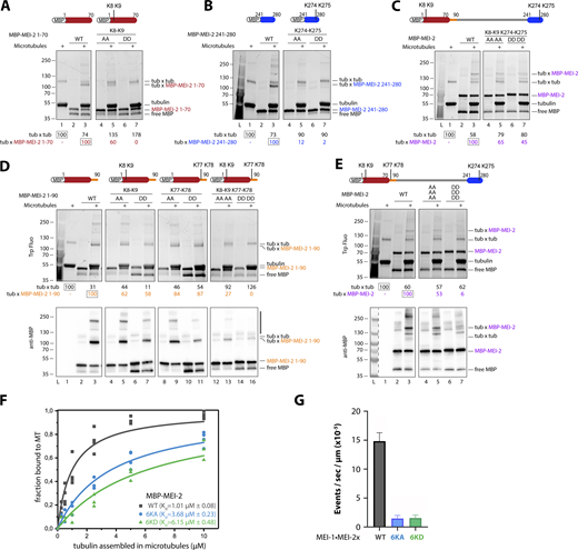Microtubule binding of MEI-2 depends on lysine patches. Crosslink assay between MBP-MEI-2 fragments and microtubules. (A–E) The lysines (KK) of interest were mutated in alanines (AA) or aspartates (DD) in minimal MBP-MEI-2 fragments (A) 1–70 (red) and (B) 241–280 (blue), in MBP-MEI-2 full length (C and E) or in MBP-MEI-2 fragment (D) 1–90 (orange). SDS PAGE (BioRad) was analyzed using tryptophan fluorescence (Stain Free; Bio-Rad; upper panel) and by Western blot using anti-MBP antibody (lower panel) for D and E. Quantification of Tubulin*tubulin and Tubulin*MBP-MEI-2 full length or fragment complexes were performed using ImageJ, and values are expressed as percentage of, respectively, tubulin alone and tubulin in the presence of MBP–MEI-2 full length or fragments WT (gray boxes). (F) Microtubule binding constant curves of MEI-2 using the copelleting approach. Different microtubule concentrations (as indicated) were incubated with purified MBP-MEI-2 WT or variant (6KA or 6KD, as indicated) for 20 min and spun down. Proteins present in the supernatant and the pellet fraction were analyzed using SDS-PAGE and quantified using ImageJ. This graph shows the amount of MBP-MEI-2 detected depending on the concentration of microtubule, and Kd was estimated using Origin software. At least three independent experiments were performed. (G) Microtubule severing activities of MEI-1 WT•MEI-2 WT or variant (6KA or 6KD, as indicated). Severing rates were calculated from three independent experiments with the following total number of microtubules: 206 for WT, 114 for 6KA, and 183 for 6KD. Error bars correspond to SEM. Source data are available for this figure: SourceData F3.