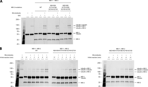 The KataninMEI-1●MEI-2affinity for microtubules is affected by the charge of residues. (A) Crosslink assay between Katanin composed of MEI-1 and MEI-2 WT, 6KA or 6KD, and microtubules in vitro. SDS PAGE (BioRad) was analyzed by free staining based on tryptophan fluorescence. (B) Time course of crosslink reaction between KataninMEI-1●MEI-2 WT, 6KA, or 6KD and microtubules showing the accumulation of crosslinked complex MEI-2●tubuline over time. SDS PAGE (BioRad) was analyzed by free staining based on tryptophan fluorescence. Source data are available for this figure: SourceData FS1. Refer to the image caption for details.
