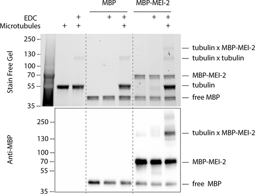 MEI-2 specifically crosslinks with microtubules in vitro. Crosslink assay between MBP alone or MBP-MEI-2 and microtubules. SDS PAGE (BioRad) was analyzed by free staining based on tryptophan fluorescence (upper panel) and by Western blot using anti-MBP antibody (lower panel). Source data are available for this figure: SourceData FS2. Refer to the image caption for details.