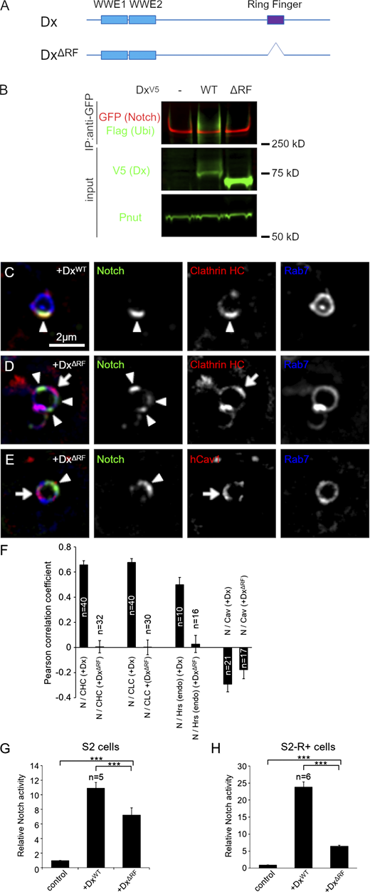 Regulatory role of Deltex-mediated ubiquitination in Notch recruitment to the clathrin-positive endosomal subdomain. (A) Schematic diagram of Drosophila Dx protein and ΔRF (ring finger-truncated). (B) Ring finger-dependent Notch ubiquitination by Dx in S2 cells. EGFP-tagged Notch, Flag-ubiquitin, and Dx-V5 (WT or ΔRF) were overexpressed in S2 cells and Notch was pulled down by GFP-trap. Notch ubiquitination was detected by the M2 Flag antibody. (C–E) Localization of NotchECD antibody endocytosed for 60 min (green) in S2 cells expressing EYFP-Rab7 (blue) and (C) wild-type Dx (DxWT) and mRFP-clathrin heavy chain (red), (D) DxΔRF and mRFP-clathrin heavy chain (red), and (E) DxΔRF and mRFP-Cav1 (red). Notch (arrowheads) failed to colocalize with clathrin (arrow in D) and with caveolin (arrow in E) in DxΔRF-expressing cells. Note that the endosomal clathrin domain exists without the ring finger domain of Dx. (F) Pearson’s correlation coefficient of colocalization between internalized Notch and markers for endosomal domains, mRFP-clathrin heavy chain, EGFP-clathrin light chain, endogenous Hrs, and mRFP-Caveolin in WT Dx- or DxΔRF-expressing S2 cells. (G and H) Functional analysis of Dx Ring finger domain in Notch signal activation by luciferase assay in S2 cells (G) and in S2-R+ cells (H). *** indicates P < 0.001 by two tailed t test. Error bars are SEM, sample sizes are indicated on the figure. Source data are available for this figure: SourceData F3.