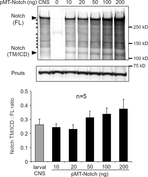 Comparison of expression levels and processing between transfected cells and endogenous Notch from dissected fly tissue. Western blotting to show the effect of Notch overexpression on Notch processing in S2 cells and quantification of the ratio of Notch fragments lacking ECD, i.e., transmembrane (TM) tethered/soluble ICD domains, located around 120 kD, to full-length protein around 300 kD. The graph below shows quantification from five repeats showing no change in ratio, up to a 20 ng limit used in this study. Characteristic fragmentation pattern of Notch (asterisks) is in common between endogenous Notch from tissue extracts and Notch expressed in S2 cells. Source data are available for this figure: SourceData FS2.