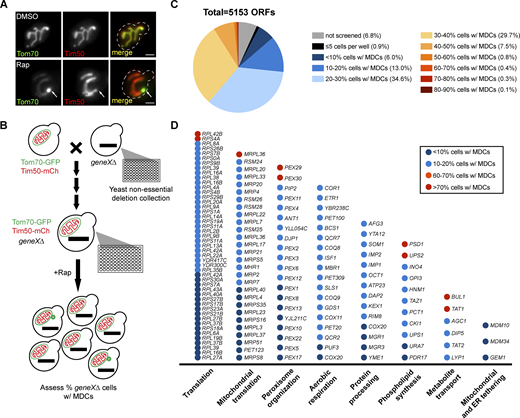 An imaging-based screen identifies genetic regulators of MDC biogenesis. (A) Widefield images of wild-type yeast cells endogenously expressing Tom70-yeGFP (Tom70-GFP) and Tim50-mCherry (Tim50-mCh) treated with DMSO or rapamycin (Rap) for 2 h. White arrows mark the positions of MDCs. Scale bar = 2 µm. (B) Schematic of the genome-wide screen to identify genetic regulators of Rap-induced MDC biogenesis. A query strain containing endogenously expressing Tom70-GFP and Tim50-mCh was mated to the yeast non-essential deletion collection to obtain a new collection in which all mutants are labeled with Tom70-GFP and Tim50-mCh after several steps of selection. The collection was treated with Rap in 96-well plates for 2 h and imaged by automated microscopy. MDCs were identified as Tom70-positive, Tim50-negative mitochondria-associated structures. Images were manually assessed and quantified to determine the percentages of cells with MDCs in each well. (C) Fan plot of the MDC screen results showing the ratio of mutants that could not screened (no growth or low image quality), grew poorly (≤5 cells per well), or formed MDCs in the indicated percentages of cells, to the total number of open reading frames (ORFs) contained in the yeast deletion collection. (D) Categories of gene deletions that led to decreased MDC biogenesis (≤20% cells form MDCs) or enhanced MDC biogenesis (≥60% cells form MDCs). For a complete list of all genes, their descriptions, and gene ontology analysis, see Table S1.