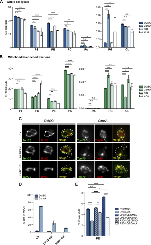 Cellular and mitochondrial PE decline in response to MDC-inducing agents. (A and B) The relative amounts of the indicated phospholipids in whole-cell lysates (A) or mitochondria-enriched membrane fractions (B) isolated from yeast cells treated with DMSO, ConcA, Rap, or CHX for 2 h detected by mass spectrometry-based lipidomic analysis. Amounts of each lipid relative to total lipids were determined. Error bars = SEM of three replicates. Statistical comparison shows difference to the corresponding DMSO control. n.s., not significant, *P < 0.0332, **P < 0.0021, ****P < 0.0001, two-way ANOVA with Holm-Šídák test. For the absolute abundance of each phospholipid species detected by mass spectrometry-based lipidomic analysis, see Table S2. (C) Widefield images of yeast cells with genomic integration of an empty vector (EV), UPS2 overexpressing vector (UPS2 OE), or PSD1 overexpressing vector (PSD1 OE) endogenously expressing Tom70-GFP and Tim50-mCh treated with DMSO or ConcA for 2 h. White arrows mark the positions of MDCs. Scale bar = 2 µm. (D) Quantification of C showing the percentage of cells with the indicated integrated vectors with MDCs. N > 100 cells per replicate, error bars = SEM of three replicates. (E) The relative amounts of PE in whole-cell lysates from yeast cells with genomic integration of an empty vector (EV), UPS2 overexpressing vector (UPS2 OE), or PSD1 overexpressing vector (PSD1 OE) treated with DMSO or ConcA for 2 h detected by mass spectrometry-based lipidomic analysis. Amounts of PE relative to total lipids were determined. Error bars = SEM of four replicates. The statistical comparison shows a difference to the corresponding DMSO control. n.s., not significant, *P < 0.0332, **P < 0.0021, ****P < 0.0001, two-way ANOVA with Holm-Šídák test. For a complete profile of all major phospholipid species, including their amount relative to total lipids and absolute abundance detected by mass spectrometry-based lipidomic analysis, see Table S2.