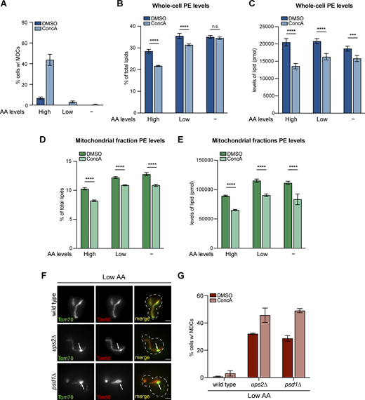 Cellular and mitochondrial PE abundance correlates with amino acid levels. (A) Quantification of MDC formation in yeast cells grown in amino acid-rich media, synthetic media that contains low levels of amino acid, and minimal media that exclude amino acids (indicated as High, Low, and −, respectively) treated with DMSO or ConcA for 2 h. N > 100 cells per replicate, error bars = SEM of three replicates. (B–E) The relative amounts (B and D) or absolute abundance (C and E) of PE in whole-cell lysates (B and C) or mitochondria-enriched membrane fractions (D and E) isolated from yeast cells grown in amino acid-rich media, synthetic media that contains low levels of amino acid, and minimal media that exclude amino acids (indicated as High, Low, and −, respectively) treated with DMSO or ConcA for 2 h detected by mass spectrometry-based lipidomic analysis. For relative amounts of PE, PE abundance relative to total lipids were determined. The absolute amounts are normalized to spiked internal standards used by mass spectrometry-based lipidomic analysis, indicating pmol lipid per mg sample for whole-cell lysates, or pmol lipid per mg protein for mitochondria-enriched membrane fractions. Error bars = SEM of four replicates. The statistical comparison shows a difference to the corresponding DMSO control. n.s., not significant, *P < 0.0332, **P < 0.0021, ***P < 0.0002, ****P < 0.0001, two-way ANOVA with Holm-Šídák test. For a complete profile of all major phospholipid species, including their amount relative to total lipids and absolute abundance detected by mass spectrometry-based lipidomic analysis, see Table S2. (F) Widefield images of wild-type cells or the indicated mutant yeast endogenously expressing Tom70-GFP and Tim50-mCh grown in media containing low levels of amino acids. White arrows mark the positions of MDCs. Scale bar = 2 µm. (G) Quantification of MDC formation in wild-type cells or the indicated mutant cells treated with DMSO or ConcA. N > 100 cells per replicate, error bars = SEM of three replicates.
