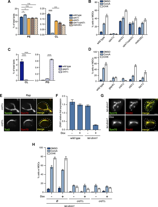 Suppressing CL production inhibits MDC formation (related toFigs. 2 and 3). (A) The relative amounts of the indicated phospholipids in whole-cell lysates of wild-type or the indicated mutant cells were determined by mass spectrometry-based lipidomic analysis. Amount of each lipid relative to total lipids was determined. Error bars = SEM of three replicates. Statistical comparison shows the difference to the corresponding wild-type control. n.s., not significant, *P < 0.0332, ***P < 0.0002, ****P < 0.0001, two-way ANOVA with Holm-Šídák test. For a complete profile of all major phospholipid species, including their amount relative to total lipids and absolute abundance detected by mass spectrometry-based lipidomic analysis, see Table S2. (B) Quantification of MDC formation in wild-type cells or the indicated mutant cells treated with DMSO, ConcA, or CHX for 2 h. N > 100 cells per replicate, error bars = SEM of three replicates. (C) The relative amounts of the indicated phospholipids in whole-cell lysates of wild-type or the indicated mutant cells determined by mass spectrometry-based lipidomic analysis. The amount of each lipid relative to total lipids was determined. Error bars = SEM of three replicates. Statistical comparison shows difference to the corresponding wild-type control. ****P < 0.0001, two-way ANOVA with Holm-Šídák test. For a complete profile of all major phospholipid species, including their amount relative to total lipids and absolute abundance detected by mass spectrometry-based lipidomic analysis, see Table S2. (D) Quantification of MDC formation in wild-type cells or the indicated mutant cells treated with DMSO, ConcA, or CHX for 2 h. N > 100 cells per replicate, error bars = SEM of three replicates. (E) Super-resolution images of crd1∆ mutants endogenously expressing MDC cargos tagged with GFP and Tom70-mCh treated with Rap for 2 h. Images show a single focal plane. Scale bar = 2 µm. (F) Quantification of DNM1 mRNA relative abundance by RT-qPCR in wild-type cells or tet-dnm1 mutant cells in the absence or presence of Dox. Error bars = SEM of three replicates. (G) Widefield images of tet-dnm1 mutants endogenously expressing Tom70-GFP and Tim50-mCh in the absence or presence of Dox. Scale bar = 2 µm. (H) Quantification of MDC formation in the indicated mutant cells treated with DMSO, ConcA, or CHX for 2 h in the absence or presence of Dox. Ø, no gene is deleted. N > 100 cells per replicate, error bars = SEM of three replicates. Refer to the image caption for details.