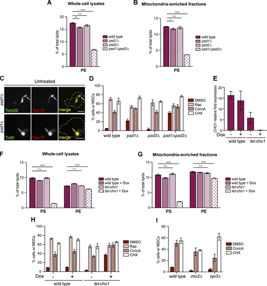 Defective mitochondrial PE synthesis activates MDC biogenesis (related toFig. 4). (A and B) The relative amounts of PE in whole-cell lysates (A) or mitochondria-enriched membrane fractions (B) isolated from wild-type or the indicated mutant cells were determined by mass spectrometry-based lipidomic analysis. Amounts of each lipid relative to total lipids were determined. Error bars = SEM of three replicates. Statistical comparison shows difference to the corresponding wild-type control. n.s., not significant, *P < 0.0332, **P < 0.0021, ****P < 0.0001, two-way ANOVA with Holm-Šídák test. For a complete profile of all major phospholipid species, including their amount relative to total lipids and absolute abundance detected by mass spectrometry-based lipidomic analysis, see Table S2. (C) Super-resolution images of crd1∆ mutants endogenously expressing MDC cargos tagged with GFP and Tom70-mCh treated with Rap for 2 h. White arrows mark positions of MDCs. Images show single focal plane. Scale bar = 2 µm. (D) Quantification of MDC formation in wild-type cells or the indicated mutant cells treated with DMSO, Rap, ConcA, or CHX for 2 h. N > 100 cells per replicate, error bars = SEM of three replicates. (E) Quantification of CHO1 mRNA abundance by RT-qPCR in wild-type cells or tet-cho1 mutants in the absence or presence of Dox. Error bars = SEM of three replicates. (F and G) The relative amounts of the indicated phospholipids in whole-cell lysates (F) or mitochondria-enriched membrane fractions (G) isolated from wild-type or tet-cho1 mutants in the absence or presence of Dox determined by mass spectrometry-based lipidomic analysis. Amounts of each lipid relative to total lipids were determined. Error bars = SEM of four replicates. Statistical comparison shows difference to the corresponding wild-type control. n.s., not significant, ****P < 0.0001, two-way ANOVA with Holm-Šídák test. For a complete profile of all major phospholipid species, including their amount relative to total lipids and absolute abundance detected by mass spectrometry-based lipidomic analysis, see Table S2. (H) Quantification of MDC formation in wild-type cells or tet-cho1 cells treated with DMSO, Rap, ConcA, or CHX for 2 h in the absence or presence of Dox. N > 100 cells per replicate, error bars = SEM of three replicates. (I) Quantification of MDC formation in wild-type cells or the indicated mutant cells treated with DMSO, ConcA, or CHX for 2 h. N > 100 cells per replicate, error bars = SEM of three replicates. Refer to the image caption for details.