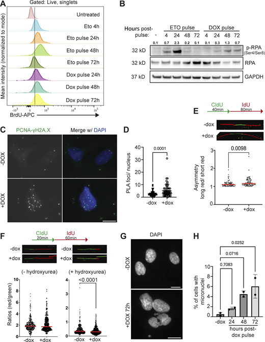 Persistent DNA damage induces replication stress and genomic instability DUX4-expressing myoblast cells. (A) Flow cytometry analysis of TUNEL experiments in untreated (no etoposide or dox), briefly treated with 10 μM etoposide for 4 h only or for 4 h and assayed at 24-h timepoint intervals (24, 48, or 72 h), or briefly induced with 2 μg/ml doxycycline for 4 h and assayed at 24-h timepoint intervals (24, 48, or 72 h). Intracellular BrdU fluorescence (BrdU-APC) was measured indicating DNA breaks. N = 3. (B) Paired protein samples from A. Western blot was performed on whole cell lysate and probed for activated (p-RPA) and total RPA. GAPDH was used as the loading control. The numbers indicated above phosphor-RPA blot is a phosphorylation signal relative to total RPA normalized to loading control. Shown is a representative blot of three biological replicates. (C) Proximity-ligation assay (PLA) performed using antibodies from two different species targeting PCNA or γH2A.X (green signal indicates proximity = PLA foci) in −dox or +dox iDUX4 cells, (scale bar = 10 μm). Images are representative from two independent experiments conducted on separate days. (D) Number of PLA foci per nucleus in either −dox or +dox iDUX4 cells. Nuclei are indicated for each independent experiment and N ≥ 60 nuclei per condition. (E and F) Representative images and ratio data from DNA fiber assay. DNA was labeled 24 or 48 h after a 4-h pulse of doxycycline, and the lengths of red and green segments were measured to calculate the ratio of each DNA fiber. N > 300 fibers. (G) Representative images of micronuclei in +dox cells compared to uninduced (−dox), (scale bar = 5 μm in −dox or 10 μm in +dox). Images are representative of two independent experiments conducted on separate days. (H) Percent cells with micronuclei in −dox cells or briefly induced with 2 μg/ml doxycycline for 4 h and fixed at 24-h time-point intervals (24, 48, or 72 h). Percent calculated represents the mean taken from each independent experiment and N ≥ 100 nuclei. (D–F and H) Data represent means ± SD. Statistical differences between groups were analyzed employing nonparametric Mann–Whitney test in the absence of normal distribution or one-way ANOVA Dunnett’s multiple comparison test between each group and a control. Source data are available for this figure: SourceData F10.