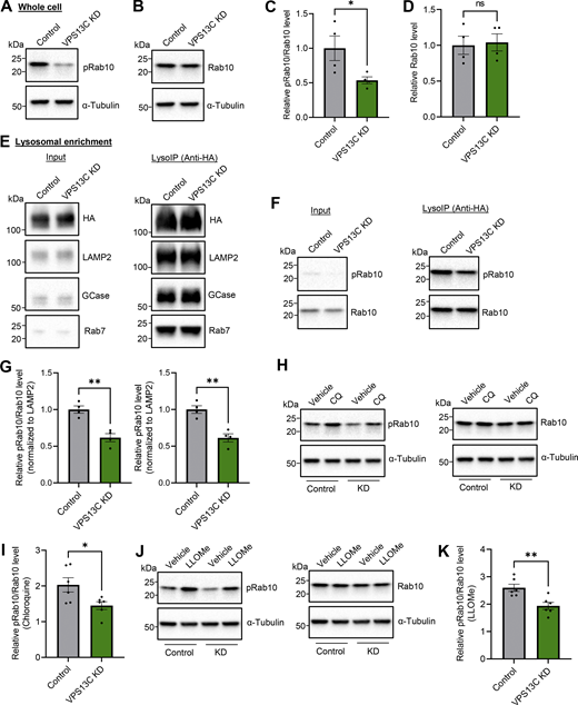VPS13C deficiency decreases lysosomal phospho-Rab10 and impairs phospho-Rab10-mediated lysosomal stress response. (A–D) Representative immunoblot showing phospho-Rab10 (pRab10; T73) (A) and total Rab10 (B) protein levels from whole-cell lysates of HEK-293 FT cells and (C and D) relative quantification of pRab10 and total Rab10 protein levels (N = 4). (E) Representative immunoblot of lysosomal enrichment using LysoIP (anti-HA magnetic beads for LAMP1-RFP-3xHA pulldown). Immunoblot showing lysosomal enrichment efficiency using antibodies against HA, LAMP2 as a lysosomal membrane marker, and GCase as a luminal lysosome marker (equal loading of input and LysoIP fraction) (N = 4). (F and G) (F) Representative immunoblot of pRab10 and total Rab10 protein levels from LysoIP and (G) quantification of protein levels from LysoIP fractions (N = 4). (H–K) Representative immunoblot of pRab10 and total Rab10 protein levels in HEK-293 FT cells treated with the lysosomotropic compound CQ (H) (100 µM, 16 h) or pH-independent lysosomal stressor LLOMe (J) (500 µM, 1 h). Relative quantification of pRab10 normalized to total Rab10 protein levels under CQ (I) or LLOMe (K) treatment (N = 6). Data represented as mean ± SEM; unpaired two-tailed t test (C, D, G, I, and K); ns: not significant (D), *P < 0.05 (C and I), **P < 0.01 (G and K). Source data are available for this figure: SourceData F6.