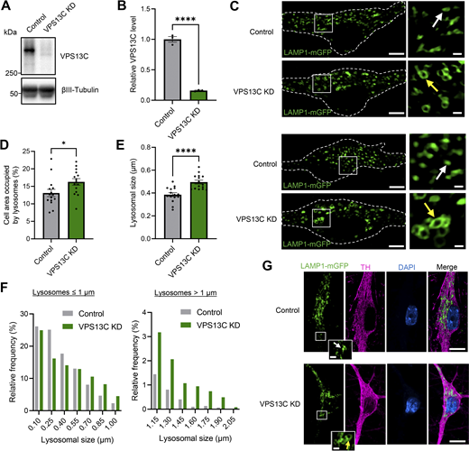 Loss of VPS13C disrupts lysosomal morphology in hiPSC-derived dopaminergic neurons. (A and B) Representative immunoblot and quantification of VPS13C KD efficiency in hiPSC-derived dopaminergic neurons (day 70) after 14 days of treatment with control and VPS13C shRNA. (C) Representative live-cell confocal images of LAMP1-mGFP (green) -positive vesicles in control (upper) and VPS13C KD (lower) neurons with insets showing smaller lysosomes (white arrow) in control condition versus enlarged lysosomes (yellow arrow) in VPS13C KD condition. Dashed line represents the outline of the cell (scale bar: 10 µm, inset: 1 µm). (D) Quantification of the percentage of cell area occupied by lysosomes from LAMP1-mGFP live-cell confocal imaging (N = 4, from n = 15 cells). (E and F) Quantification and histogram distribution of average lysosomal size in control and VPS13C KD dopaminergic neurons (N = 4, from n = 15 cells). (G) Representative images of PFA-fixed dopaminergic neurons with LAMP1-mGFP expression (green) and co-staining with TH (magenta) and DAPI (blue), with insets showing smaller lysosomes in control condition (upper panel, white arrow) and enlarged clustered lysosomes in VPS13C KD neurons (lower panel, yellow arrow) (scale bar: 10 µm, inset: 1 µm). Data are represented as mean ± SEM; unpaired two-tailed t test (B, D, and E); *P < 0.05 (D), ****P < 0.0001 (B and E). Source data are available for this figure: SourceData F1. Refer to the image caption for details.