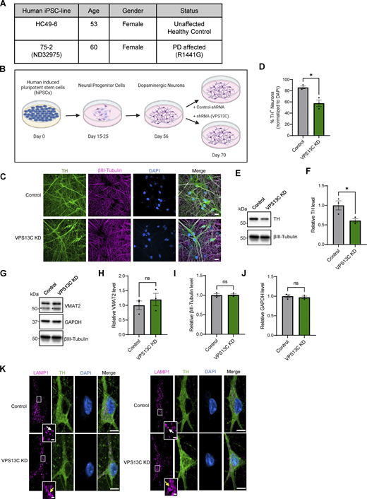 Characterization of hiPSC-derived dopaminergic neurons in control and VPS13C KD condition. (A) Table with information on the hiPSC lines obtained from Northwestern University Biorepository and Coriell Institute. (B) Schematic of the differentiation process from hiPSCs to dopaminergic neurons and treatment with lentiviral shRNA (14 days) for a non-targeting control and shRNA specifically targeting VPS13C at day 56 with MOI 2. Neurons were harvested on day 70 for the assessment of VPS13C KD efficiency and downstream readouts. Schematic was generated with http://BioRender.com. (C) Representative confocal images from fixed iPSC-derived dopaminergic control and VPS13C KD neurons showing immunostaining of TH (green), βIII-tubulin (magenta), and DAPI (blue) (scale bar: 20 µm). (D) Quantification of the percentage of TH-positive neurons (N = 3). (E and F) (E) Representative immunoblot of TH protein levels in control and VPS13C KD neurons and (F) relative quantification of TH levels. (G–J) Representative immunoblots and relative quantifications of neuronal synaptic marker VMAT2 (* unspecific protein band), neuronal marker βIII-tubulin, and GAPDH with relative quantifications (N = 3). (K) Representative confocal images of immunostaining for endogenous LAMP1 (magenta), TH (green), and DAPI (blue) in control neurons showing smaller LAMP1-positive vesicles (white arrow) in comparison to VPS13C KD neurons showing enlarged and clustered LAMP1-positive vesicles (yellow arrow) (D70) (scale bar: 10 µm, inset: 1 µm). Data represented as mean ± SEM; unpaired two-tailed t test (D, F, H, I, and J); ns: not significant (H, I, and J), *P < 0.05 (D and F). Source data are available for this figure: SourceData FS1.