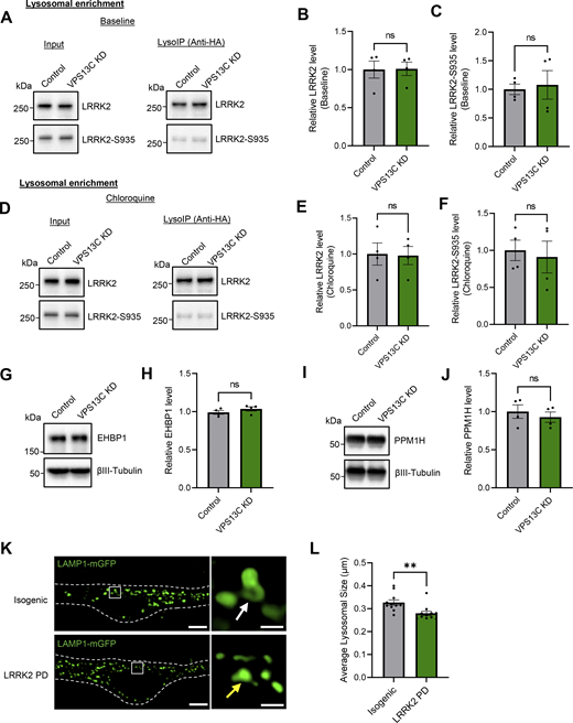 VPS13C KD does not influence LRRK2 recruitment to lysosomes or its kinase activity. (A–C) Representative immunoblots and relative quantification of LRRK2 and LRRK2-S935 protein levels in LysoIP fractions at baseline condition (N = 4). (D–F) Representative immunoblots and relative quantifications of LRRK2 and LRRK2-S935 protein levels in lysosomal fractions after treatment with CQ (100 μM, 16 h) (N = 4). LRRK2 and LRRK2-S935 protein levels in lysosomal fractions are unchanged at baseline and under lysosomal stress conditions. (G and H) Representative immunoblot and relative protein quantification of Rab10 downstream effector protein EHBP1. (I and J) Representative immunoblot and relative protein quantification of Rab10 phosphatase PPM1H. (K) Representative live-cell confocal images of LAMP1-mGFP (green) in LRRK2 PD mutant (R1441G, lower) and isogenic control (upper) dopaminergic neurons with insets showing smaller lysosomes (yellow arrow) in LRRK2 PD-mutant neurons in comparison to the isogenic control (white arrow) (scale bar: 10 µm, inset: 1 µm). Dashed line represents the outline of the cell. (L) Quantification of average lysosomal size in isogenic control and LRRK2 PD-mutant neurons (N = 3, from n = 11 cells). Data represented as mean ± SEM; unpaired two-tailed t test (B, C, E, F, H, J, and L); ns: not significant (B, C, E, F, H, and J), **P < 0.01 (L). Source data are available for this figure: SourceData FS4. Refer to the image caption for details.