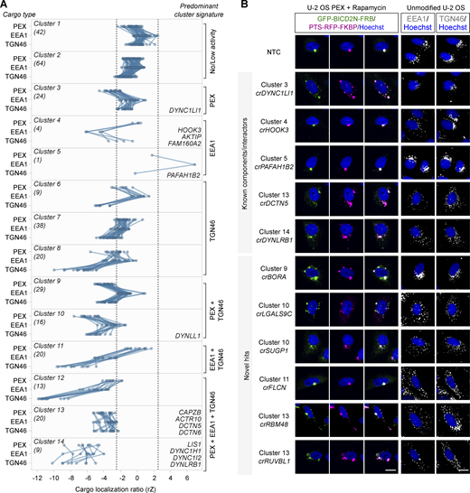 Categorization of screen hits based on effects on different dynein cargoes. (A) Grouping of hits based on effects in the secondary screen on localization of peroxisomes (PEX; average of GFP-BICD2N-FRB and PTS-RFP-FKBP), early endosomes (EEA1), and trans-Golgi network (TGN46). Cargo localization ratio was calculated by dividing the spot number in the perinuclear region by the spot number in the peripheral region (negative values indicate increased dispersion). Grouping was performed with K-means clustering with Euclidean distance. Data points represent the average rZ (central reference = NTC) from two independent experiments (at least four wells per crRNA per experiment), with each line representing a crRNA pool. Dashed lines show ± 2.5*SD of NTC. Individual clusters are labeled with the number of constituent genes (parentheses), examples of constituent genes, and manual annotation of predominant cargo signature. See Table S5 for the list of genes in each cluster. (B) Representative images of cargo localization in cells edited with crRNAs targeting known components and well-characterized interactors of the dynein machinery, as well as novel hits. Third column from the left is a merge of GFP-BICD2N-FRB and PTS-RFP-FKBP signals. Scale bar, 20 µm. Refer to the image caption for details.