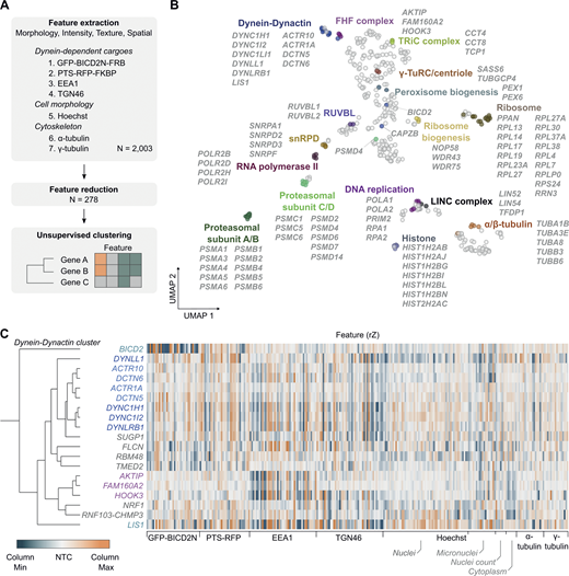 Unsupervised image-based profiling identifies a functional cluster containing known components of the dynein machinery and novel factors. (A) Workflow for phenotypic profiling using images collected from the secondary screen. (B) UMAP plot for phenotypes of genes selected from the primary screen. The highlighted clusters of genes were manually curated and annotated based on data in the UNIPROT database and primary literature. See Table S7 for source data. (C) Phenotypic feature heatmap of the dynein–dynactin gene cluster. Features are grouped in the x-axis according to the marker (see Data S1 and Table S8 for names of individual features). Genes encoding dynein and dynactin components, as well as the associated proteins BICD2 and LIS1, are labeled in different shades of blue. FHF component genes are shown in magenta. Novel genes are labeled in gray. The scales of rZ values (central reference = NTC) were adjusted based on minimum and maximum values of individual features. “Cytoplasm” refers to features associated with the background Hoechst staining in the cytoplasm.