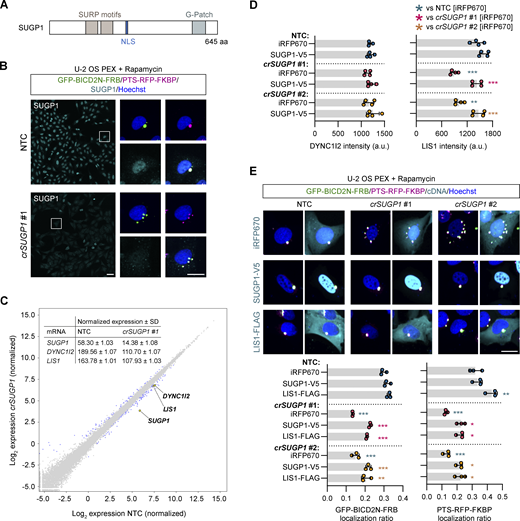 SUGP1 sustains functional levels of LIS1 mRNA and protein. (A) Schematic of SUGP1 domain structure. NLS, nuclear localization signal. (B) Representative images of SUGP1 intensity and GFP-BIC2N-FRB and PTS-RFP-FKBP localization in U-2 OS PEX cells treated with crSUGP1 #1. Scale bar, 25 µm. (C) Scatter plot of mRNA abundance for crSUGP1 #1-edited versus NTC-treated U-2 OS cells (mean log2 normalized values from three independently performed experiments). mRNAs meeting the threshold for inclusion (minimum absolute log2 fold change ≥0.5; FDR ≤ 0.05) are labeled in blue, except SUGP1, DYNC1I2, and LIS1, which are labeled in yellow. The inset table shows non-logarithmic values for SUGP1, DYNC1I2, and LIS1. See Table S9 for full results. (D) Quantification of endogenous DYNC1I2 and LIS1 protein signal (determined by immunofluorescence) in unmodified U-2 OS cells treated with NTC or crSUGP1 #1 or #2 and transfected with a control (iRFP670) or crRNA-resistant SUGP1-V5 expression plasmid. (E) Representative images and quantification (perinuclear versus peripheral localization ratio) of GFP-BICD2N-FRB and PTS-RFP-FKBP localization in U-2 OS PEX cells treated with NTC or crSUGP1 #1 or #2 and transfected with a control (iRFP670), crRNA-resistant SUGP1-V5, or LIS1-FLAG expression plasmid. Scale bar, 25 µm. In D and E, cells were transfected with crRNA 96 h before fixation, and with expression plasmid 48 h after crRNA transfection. Data points represent mean per cell intensity values (D) or mean per cell localization ratio values (E) aggregated at well level from four independent experiments (minimum of 100 transfected cells analyzed per well; four wells analyzed per condition). Error bars signify SD. *P < 0.05, **P < 0.01, ***P < 0.001 (two-way ANOVA with Tukey’s multiple comparison; colors of asterisks indicate comparison group). Refer to the image caption for details.