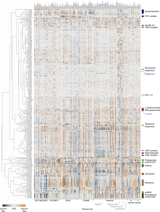 Overview of functional clusters from image-based profiling of secondary screen data. Displayed is the phenotypic feature heatmap generated by hierarchical clustering. The data, including gene names and feature titles, can be explored by zooming in within Data S1 as well as in Table S8. The scale of rZ values (central reference = NTC) was adjusted based on the minimum and maximum values of individual features. Labels to the right highlight a subset of functional clusters, as well as the positions of the NTC (neutral control) crRNAs and crRNAs targeting CAPZB and DYNC1LI1. “Cytoplasm” refers to features associated with the background Hoechst staining in the cytoplasm.