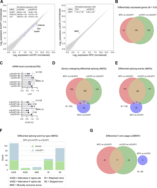 Supplemental data for differential expression and splicing analysis. (A) Scatter plot of mRNA abundance for (left panel) XCR1-edited versus SUGP1-edited U-2 OS cells and (right panel) NTC versus XCR1-edited U-2 OS cells (mean log2 normalized values from three independent experiments). mRNAs meeting threshold for inclusion (minimum absolute log2 normalized fold change ≥0.5 and FDR ≤ 0.05) are labeled in blue, except (left panel) SUGP1, DYNC1I2, and LIS1, and (right panel) XIRP1 (the only differentially expressed gene in the NTC versus crXCR1 comparison), which are labeled in yellow. Inset tables show non-logarithmic values for (left panel) SUGP1, DYNC1I2, and LIS1 and (right panel) XIRP1 mRNAs. See Table S9 for full results. (B) Venn diagram showing overlap of differentially expressed genes in the NTC versus crSUGP1 and crXCR1 versus crSUGP1 comparisons. (C) Quantification of LIS1 and DYNC1I2 mRNA level, determined by TaqMan-based real-time qPCR, in SUGP1-edited and XCR1-edited U-2 OS and ARPE-19 cells. Data points represent the mean of three independent experiments (RQ = relative quantification based on NTC). Error bars signify SD. *P < 0.05, **P < 0.01 (one-way ANOVA with Dunnett’s multiple comparison against NTC). (D and E) Venn diagrams showing the overlap of genes that undergo differential splicing (D) and differential splicing events (E) in the datasets, as determined with rMATs (note that some genes have >1 differential splicing event). The threshold for classifying an event as differential was: absolute IncLevelDifference ≥0.2, total read count (inclusion count + skipping count) ≥10, and FDR ≤ 0.05. See Table S10 for full results. (F) Classes of alternative splicing events common to both comparisons (i.e., NTC versus crSUGP1 or crXCR1 versus crSUGP1), as identified by rMATS. Blue and green represent events that were enriched in control and crSUGP1 samples, respectively. rMATS reports 5 splicing categories: (i) alternative 3′ splice sites (A3SS); (ii) alternative 5′ splice sites (A5SS); (iii) mutually exclusive exons (MXE); (iv) retained introns (RI), and (v) skipped exons (SE). The A3SS and A5SS events involve the splicing together of two exons separated by a single intron. For A3SS events, alternative splicing causes a downstream exon to extend partially into neighboring intronic sequence. A5SS is defined by an alternative splicing event causing an upstream exon to extend partially into the adjoining intron. MXEs describe the splicing of adjacent exons (separated by a single intron) in which one exon is retained but the other is excluded, or vice versa. The graph reports MXE events in which the upstream exon was selected. Events classified as RI are those in which an intron is not spliced out and hence is retained in the mature transcript. SE denotes splicing events in which an exon is skipped over and not included in the processed RNA molecule. (G) Venn diagrams showing overlap of differential 3′-end usage events in the datasets, as determined by LABRAT. LABRAT quantifies alternative polyadenylation sites and reports upstream or downstream shifts in the usage of those sites for each gene as compared to the control (see Table S11 for full results). The threshold for classifying an event as differential was Δψ ≥0.05 and FDR ≤ 0.05.