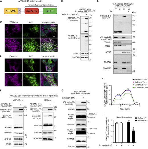 ATP5MG-tFT fusion causes mitochondrial protein translocase clogging and impairs mitochondrial protein import. (A) Schematic representation of ATP5MG-tFT fusion protein used to model translocase blocking. ATP5MG was expressed in fusion with the tFT consisting of mCherry and sfGFP proteins. (B) Tetracycline-inducible expression of ATP5MG-tFT in HEK-293 cells. The cells were grown with or without the addition of tetracycline (1 µg/ml) for 24 h. Total protein extracts were analyzed with indicated antibodies. Expression of the fusion protein was tested with anti-GFP and anti-mCherry antibodies. (C) Subcellular fractionation of HEK-293 cells expressing ATP5MG-tFT protein. After differential centrifugation, samples were analyzed by SDS-PAGE and western blotting. T, total; C, cytoplasm; M, mitochondria; PK, proteinase K treatment (25 µg/ml). (D and E) Intracellular distribution of ATP5MG-tFT in HEK-293 cells visualized by confocal imaging. ATP5MG-tFT was detected by GFP fluorescence. Cells were immunolabeled using antibodies against TOMM20 (D) or calnexin (E) to visualize mitochondria and ER, respectively. Cell nuclei were stained with DAPI. Scale bars: 5 μm. The bottom panels show enlarged fragments marked in the top panel. (F) Co-expression of ATP5MG-tFT and plasmid-encoded CLPPFLAG or MRPL12FLAG proteins. Total cell extracts were analyzed by SDS-PAGE and western blotting. Precursor and mature forms processed in mitochondria were detected by anti-FLAG antibodies. (G) Cells with or without induction of ATP5MG-tFT were analyzed as in B. High-exposure images for HSPA9 and NDUFS6 western blots are shown. (H) OCR in cells expressing different tFT fusions. ETS, maximal respiration. (I) Basal respiration quantified from H. OCR was normalized to the number of cells. Data are presented as the mean ± SEM (number of independent experiments n = 3); *P < 0.05 (two-way ANOVA followed by multicomparision test). Source data are available for this figure: SourceData F1.