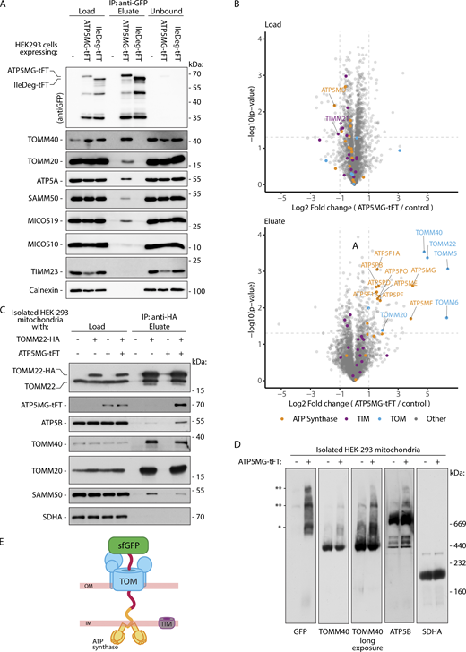 Mitochondria-directed tFT fusion protein interacts with mitochondrial protein translocation channel. (A) Lysates of HEK-293 cells expressing ATP5MG-tFT or IleDeg-tFT (i.e., tFT fusion not directed to mitochondria), and control cells with no transgene were immunoprecipitated with anti-GFP beads. Proteins from the initial sample (load, 10%), the eluate (100%), and the sample remaining after IP (unbound, 10%) were analyzed using SDS-PAGE and immunoblotting with the indicated antibodies. (B) Proteins from cellular lysates (load) and purified with anti-GFP beads (eluate) were analyzed by LC-MS/MS (number of independent experiments n = 4). In volcano plots, the x-axis represents the log2 fold change of protein levels in ATP5MG-tFT samples compared with control cells samples. Total lysates (top) and eluates (bottom) were analyzed. Orange, magenta, and blue indicate proteins belonging to ATP synthase, translocases of the inner mitochondrial membrane (TIM), and TOM complexes, respectively; of these, significantly changed proteins (two-sided, paired Student’s t test P < 0.05, |log2 fold change| >1) were labeled. (C) Lysates of mitochondria isolated from HEK-293 cells expressing ATP5MG-tFT and/or TOMM22-HA, were immunoprecipitated with anti-HA beads. Samples were analyzed using SDS-PAGE and immunoblotting with the indicated antibodies (load, 5%; eluate, 100%). (D) Proteins of mitochondria isolated from HEK-293 cells with or without 24 h induction of ATP5MGtFT were analyzed by BN-PAGE and immunoblotting with the indicated antibodies. (E) Schematic depiction of ATP5MG-tFT plausible topology, interacting with ATP synthase and TOM translocase. *, ** indicate co-migration of ATP5MG-tFT, TOM, and ATP synthase. Source data are available for this figure: SourceData F2.