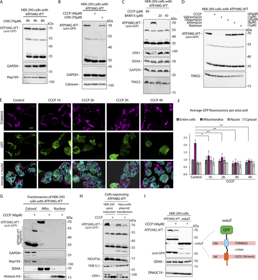 Protein blocked in the translocase becomes destabilized upon dissipation of mitochondrial membrane potential. (A–D) Cellular levels of ATP5MG-tFT protein in HEK-293 cells following indicated treatments: (A) cells were treated with CHX (70 µM) to inhibit protein synthesis for the specified time; (B) cells were treated for 4 h with CCCP (40 µM) to dissipate mitochondrial membrane potential; (C) cells were treated with indicated concentrations of protonophores CCCP or BAM15 for 2 h; (D) cells were treated for 2 h with CCCP, valinomycin, oligomycin, antimycin A, or rotenone at the indicated concentrations. (E) Confocal imaging of HEK-293 cells expressing ATP5MG-tFT (GFP signal) treated with 40 µM CCCP for the indicated time. Mitochondria were visualized by TOMM20 immunostaining; cell nuclei were stained with DAPI. Scale bar: 5 μm. (F) Quantification of GFP fluorescence intensity in different cellular compartments. Graphs present means ± SD of n = 3 independent experiments. *P < 0.05, **P < 0.01 in two-sided Student’s t test. (G) Impact of 2 h of CCCP treatment on the presence of ATP5MG-tFT in cytosolic, mitochondrial (Mito.), and nuclear fractions of HEK-293 cells. Fractions were analyzed by western blotting using anti-GFP antibody to detect ATP5MG-tFT. For validation, cytosolic proteins GAPDH and Hsp105, mitochondrial marker SDHA, and nuclear marker Histone H3 were detected. (H) HEK-293 (after tetracycline induction) and HeLa (plasmid transfected) cells expressing ATP5MG-tFT were treated or not treated with 40 µM CCCP for the final 2 h of the culture. Total protein extracts were analyzed by SDS-PAGE and western blotting. Expression of the fusion proteins was tested with an anti-GFP antibody. (I) HEK-293 cells were transfected with mitoT (Viana et al., 2021) or ATP5MG-tFT expression vectors. CCCP treatment was applied for 2 h. Total protein extracts were analyzed by SDS-PAGE and western blotting. Expression of the fusion proteins was tested with an anti-GFP antibody; schematic depiction of the mitoT membrane tether construct (Viana et al., 2021). All panels: the expression of fusion proteins was induced for 24 h by adding tetracycline or by plasmid transfection 24 h before indicated treatments. Source data are available for this figure: SourceData F3. Refer to the image caption for details.