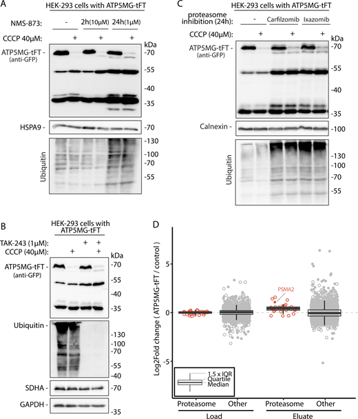 Mitochondrial depolarization-triggered processing of the stalled protein is not proteasome or VCP/P97 dependent. (A–C) HEK-293 cells expressing ATP5MG-tFT (24 h tetracycline induction) were treated with indicated inhibitors: (A) P97 inhibitor NMS-873 was applied as indicated; (B) E1 ubiquitin-activating enzyme inhibitor TAK-243 was applied for 2 h with or without CCCP; (C) proteasome inhibitors Carfilzomib and Ixazomib were applied for 24 h, parallel to induction; CCCP was added for 2 h. Cell extracts were analyzed by SDS-PAGE, western blotting, and tested with anti-GFP and control antibodies as indicated. (D) Jitter plot of protein log2 fold change (measured by LC-MS) in lysates (Load) or IP eluates from HEK-293 cells with ATP5MG-tFT vs. control cells not expressing the fusion (data available in Table S1). Proteasome components and other identified proteins are represented in red and gray, respectively. Filled circles indicate significant changes (two-sided, paired Student’s t test P < 0.05, |log2 fold change| >1). Source data are available for this figure: SourceData F4. Refer to the image caption for details.