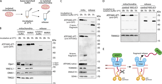 Isolated mitochondria process and release stalled protein when deprived of metabolic substrates. (A) Experimental scheme for B–D. (B–D) Mitochondria isolated from HEK-293 cells expressing ATP5MG-tFT were incubated in the isolation buffer or Mitochondrial Respiration Medium (MiR05) buffer supplemented with respiration substrates for the indicated time at 37°C. Next, mitochondria were separated from the buffers by centrifugation. Both fractions were analyzed by SDS-PAGE and western blot, and tested with anti-GFP and antibodies for mitochondrial proteins, as indicated. Anti-ATP5MG antibody was used in C to visualize the N-terminal part of the fusion. In D, isolation buffer was supplemented with NMS-873 (10 μM) as indicated. (E) Schematic representation of the intramitochondrial cleavage of the protein stalled in the TOM translocase. Source data are available for this figure: SourceData F5.