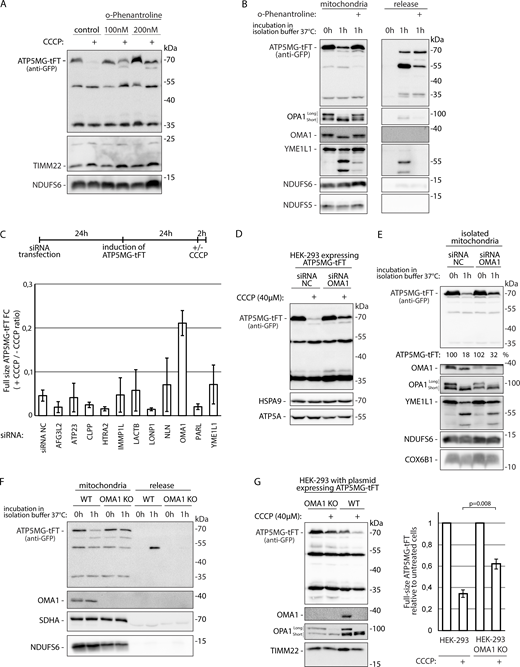 Mitochondrial metallopeptidase OMA1 contributes to depolarization-dependent degradation of the mitochondrial protein translocase stalled cargo. (A) HEK-293 cells with ATP5MG-tFT were treated with CCCP in the presence or absence of o-phenanthroline for 2 h. (B) Isolated mitochondria with ATP5MG-tFT were incubated in isolation buffer with or without o-phenanthroline for the indicated time at 37°C. Mitochondria and release fractions were analyzed by western blot. (C) HEK-293 cells with ATP5MG-tFT were treated with siRNA targeting selected mitochondrial proteases. Levels of the fusion protein were tested by western blotting and quantified by densitometry. Graph indicates fold change in the levels of full-size fusion protein during 2 h of CCCP treatment. Mean values ± SEM from n = 3 independent experiments are presented. (D) HEK-293 cells expressing ATP5MG-tFT were treated with OMA1 targeting or control siRNAs for 72 h, induced with tetracycline for 24 h; CCCP treatment was applied for 2 h. (E) Mitochondria isolated from HEK-293 cells expressing ATP5MG-tFT and treated with OMA1 targeting or control siRNAs for 48 h were incubated in isolation buffer for the indicated time at 37°C. Re-isolated mitochondria were analyzed by western blotting with indicated antibodies. NC, negative control. (F) Mitochondria isolated from WT or OMA1 KO HEK-293 cells transfected with ATP5MG-tFT expressing plasmid were incubated in isolation buffer for indicated time at 37°C. Re-isolated mitochondria and corresponding release fractions were analyzed by western blotting with indicated antibodies. (G) HEK-293 OMA1 KO and HEK-293 cells transfected with plasmid encoding ATP5MG-tFT were treated with or without CCCP for 2 h. Levels of the fusion protein were tested by western blotting. Graph indicates the levels of full-size fusion protein following CCCP treatment; densitometry values for untreated cells were set to 1. Mean values ± SEM (number of independent experiments n = 4, P value of two-sided, paired Student’s t test). Source data are available for this figure: SourceData F6.