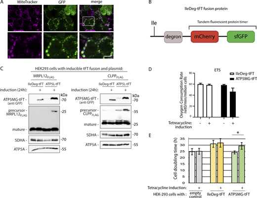 Related toFig. 1. (A) Confocal imaging of HEK-293 cells with ATP5MG-tFT fusion. Cells were live-stained with Mitotracker Deep Red FM. ATP5MG-tFT was detected by GFP fluorescence. The bottom panels show enlarged fragments marked in the top panel. Scale bars: 5 μm. (B) A schematic representation of IleDeg-tFT fusion protein (Khmelinskii et al., 2012) used in this work. N-degron tFT fusion proteins are encoded as pro-N-degron with an N-terminal ubiquitin. Ubiquitin is removed from the translated protein, exposing the new N-termini—isoleucine (Ile) amino acid residue. Isoleucine was shown to confer a moderate turnover rate of the fusion (Khmelinskii et al., 2012). (C) Related to Fig. 1 F; co-expression of IleDeg-tFT (non-mitochondrial protein) or ATP5MG-tFT and plasmid-encoded CLPPFLAG or MRPL12FLAG proteins. Total cell extracts were analyzed by SDS-PAGE and western blotting. Precursor and mature forms processed in mitochondria were detected by anti-FLAG antibodies. (D) ETS respiration based on Fig. 1 H. OCR was normalized to the number of cells. Data are presented as the mean ± SEM (n = 3 independent experiments); two-way ANOVA, no significant changes for P threshold of 0.05. (E) HEK-293 Flp-In T-REx cells with ATP5MG-tFT, IleDeg-tFT, or empty were cultured with or without the addition of 1 µg/ml tetracycline for 48 h. Cell proliferation was measured by direct cell counting. The graph presents cell doubling time. Mean ± SEM (n = 4 independent experiments). *P < 0.05 (two-sided, paired Student’s t test). Source data are available for this figure: SourceData FS1. Refer to the image caption for details.