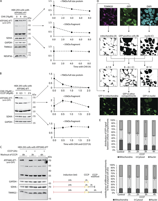 Related toFig. 3. (A and B) Levels of ATP5MG-tFT protein and its fragments upon inhibition of protein synthesis using CHX. Charts show densitometry measurements of the indicated band signal intensities after the indicated time of CHX treatment. Data are presented as the mean ± SEM. (A) HEK-293 cells expressing ATP5MG-tFT were treated with CHX for the specified time (number of independent experiments n = 4). (B) HEK-293 cells expressing ATP5MG-tFT treated with CHX and CCCP for the specified time (number of independent experiments n = 5). (C) Levels of ATP5MG-tFT protein in HEK-293 cells treated with CCCP, followed by CCCP washout with fresh culture media for the indicated time. Tet, tetracycline. (D) The scheme of microscopic image analysis for GFP fluorescence quantification in specified cell compartments. First, the masks corresponding to mitochondria, GFP-expressing cells, and cell nuclei were created based on confocal images of TOMM20 immunostaining, GFP fluorescence visualization, and DAPI staining, respectively. Then, the final masks used in GFP quantification were calculated as follows: the mask for mitochondria in GFP-expressing cells (intersection of “mitochondria” and “GFP-positive cells” masks), for cell nuclei in GFP-expressing cells (intersection of “nuclei” and “GFP-positive cells” masks) and for cytosol and other compartments (“GFP-positive cells” mask upon subtraction of “mitochondria” and “nuclei” areas). Such obtained masks were superimposed on the original GFP fluorescence image to extract GFP signal derived from particular cellular compartments. Signal quantification included the average GFP fluorescence intensity and the integrated GFP fluorescence signal in the masked areas. Scale bars: 10 μm. (E) Quantification of GFP signal in immunocytochemistry of HEK-293 cells expressing ATP5MG-tFT, treated for indicated times with 40 µM CCCP. The distribution of the GFP signal between the analyzed compartments is presented as means ± SD from n = 3 independent experiments (upper panel). In the lower panel, the relative areas of the masks used for cell images segmentation into nuclei, mitochondria and other compartments are presented. Source data are available for this figure: SourceData FS3.