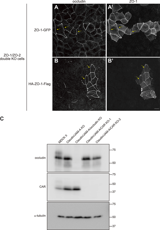 Characterization of ZO-1 constructs and claudin/JAM-A/occludin KO and claudin/JAM-A/CAR KO cells. (A) ZO1-GFP was able to restore the continuous apical junction localization of occludin (arrows) upon expression in ZO-1/ZO-2 double KO cells. (B) HA-ZO1-Flag was able to rescue the continuous apical junction localization of occludin (arrows) upon expression in ZO-1/ZO-2 double KO cells. (C) Western blotting of occludin, CAR, and α-tubulin in MDCK II, claudin/JAM-A KO, claudin/JAM-A/occludin KO, and claudin/JAM-A/CAR KO (clones 1 and 2) cells. Occludin expression was specifically lost in claudin/JAM-A/occludin KO cells, while CAR expression was specifically lost in claudin/JAM-A/CAR KO cells. Scale bar: 10 μm. Source data are available for this figure: SourceData FS5.