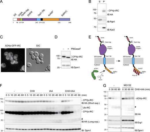 Inducible Retro-Clogger (iRC), an inducible substrate to study protein retrotranslocation. (A) Scheme of the inducible Retro-Clogger (iRC) substrate. The individual modules that compose the iRC are indicated. Numbers indicate the amino acid borders of each module. (B) iRC is membrane-associated. Crude membrane (M) and soluble (S) fractions from WT cells expressing iRC were prepared and analyzed by SDS-PAGE and Western blotting using an α-HA antibody. The ER protein Kar2 and the cytosolic phosphoglycerate kinase (Pgk1) proteins were used as controls and detected with α-Kar2 and Pgk1 antibodies, respectively. (C) Florescent microscopy images of WT cells expressing a GFP-tagged iRC version and corresponding DIC. Scale bar: 5 μm. (D) The iRC adopts a type I topology with the N-terminus in the ER lumen. Whole-cell extracts of WT cells expressing iRC were treated with PNGase F and analyzed by SDS-PAGE and Western blotting, respectively, using an α-HA antibody. The non-glycosylated dolichol phosphate mannose synthase (Dpm1) was used as a loading control and detected with the α-Dpm1 antibody. (E) Schematic representation of the topology of the iRC chimera and of its auxin-dependent ubiquitination. (F) Time-course analysis of iRC stability in cells expressing AtTir1 under the indicated conditions. Auxin (IAA) and cycloheximide (CHX) were added at time 0 and were used at 0.4 mM and 125 μg/ml, respectively. Note that the addition of IAA leads to the appearance of a faint high molecular weight smear consistent with iRC ubiquitination (Ub-iRC in long exposure). There is also the appearance of a faint low molecular fragment in late timepoints after IAA addition (#). Whole-cell extracts were analyzed by SDS-PAGE and Western blotting. iRC was detected with α-HA antibody. Dpm1 was used as a loading control and detected with the α-Dpm1 antibody. (G) iRC is degraded by the proteasome. pdr5Δ cells were treated with the proteasome inhibitor MG132 (25 µg/ml) for 30 min, and subsequently with IAA and CHX to follow iRC degradation. Samples were analyzed as in F. Source data are available for this figure: SourceData F1. Refer to the image caption for details.