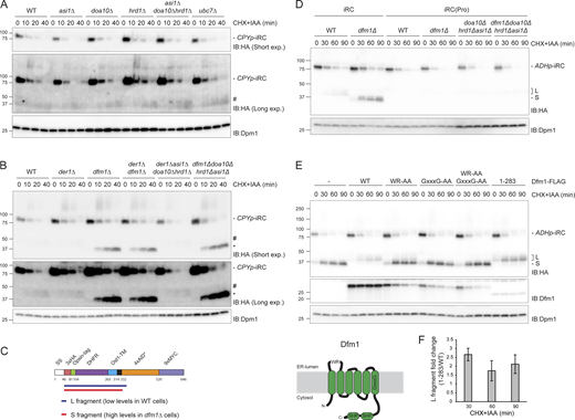 Complete iRC degradation requires Dfm1. (A) The degradation of iRC was analyzed in cells lacking the indicated ERAD components. Cells were treated with IAA and CHX and collected at the indicated time points. Whole-cell lysates were analyzed by SDS-PAGE and Western blot with the indicated antibodies. (B) The iRC degradation was analyzed as in A in WT cells or cells with the indicated deletions. Note that iRC degradation in cells lacking Dfm1 leads to the accumulation of a fragment of ∼37 kD (*). This fragment is present in substantially higher amounts and is slightly smaller than the one observed in cells expressing Dfm1 (#). (C) Schematic representation of the iRC-derived L (long, in blue) and S (short, in red) fragments present in WT and dfm1Δ cells, respectively, as detected by mass spectrometry. Detergent extracts prepared from WT and dfm1Δ cells treated with auxin were subjected to immunoprecipitation with HA antibodies. Eluted proteins were analyzed by SDS-PAGE followed by mass spectrometry. (D) Degradation of iRC and its variant iRC(Pro), with three-point mutations that destabilize the tight folding of the DHFR domain, in WT cells or cells with the indicated deletions. Samples were prepared and analyzed as in A. (E) Top panel: The rhomboid and SHP motifs of Dfm1 are required for iRC degradation. Dfm1Δ cells with an empty vector (−) or the indicated FLAG-tagged DFM1 variants were treated with IAA and CHX. Samples were collected at the indicated time points and analyzed as in A. Dfm1 was detected with α-Dfm1 antibody. Dpm1 was used as a loading control and detected with α-Dpm1 antibody. Bottom left panel: Schematic representation of Dfm1. WR and GxxxG motifs (Rhomboid-like features) and the Cdc48-interacting SHP boxes are depicted. (F) Quantification of the fold change of L fragment in cells expressing Dfm1(1–283)-FLAG mutant compared with WT. The graph shows the average of three independent experiments (n = 3), error bars represent the standard deviation. Source data are available for this figure: SourceData F2.