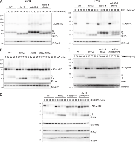 Cdc48 and its cofactors act at distinct steps of iRC degradation. (A) Time-course analysis of iRC degradation in cells with the indicated genotype at 25°C (left panel) or upon a 2 h shift to 37°C (right panel). At time 0, cells were treated with IAA and CHX. In these cells, iRC ubiquitination is mediated by OsTir1, which is functional at 37°C. Whole-cell extracts were analyzed by SDS-PAGE (left panel: 4–20% gradient gel; right panel: 4–15% gradient gel) followed by Western blotting with α-HA antibody. Dpm1 was used as a loading control and detected with α-Dpm1 antibody. (B and C) Time-course analysis of iRC degradation in cells with the indicated genotype. Samples were prepared and analyzed as in Fig. 2 A. (D) Time-course analysis of iRC degradation in cells with the indicated genotype. Samples were prepared and analyzed as in Fig. 2 A. Cdc48 and the endogenous ERAD substrate Erg1 were detected with α-Cdc48 and α-Erg1 antibodies, respectively. Source data are available for this figure: SourceData F3. Refer to the image caption for details.