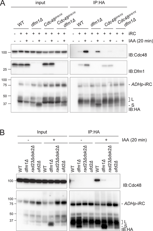 Dfm1 and Cdc48 interact with iRC during its degradation. (A) Cells with the indicated genotype were incubated for 20 min with or without IAA. Detergent solubilized membranes were subjected to immunoprecipitation with HA antibody, and the associated proteins were analyzed by SDS-PAGE and Western blotting. HA-tagged iRC was detected with the α-HA antibody. Cdc48 and Dfm1 proteins were detected with indicated antibodies. Note that in native extracts the iRC substrate is labile and the L fragment is generated even in the absence of auxin. (B) iRC interaction with Cdc48 ATPase is impaired in the indicated mutants. Samples were prepared and analyzed as in A. Source data are available for this figure: SourceData F4.