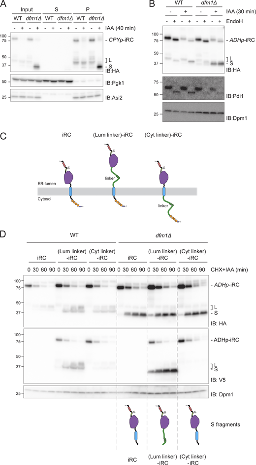 Figure 5. Refer to the image caption for details.