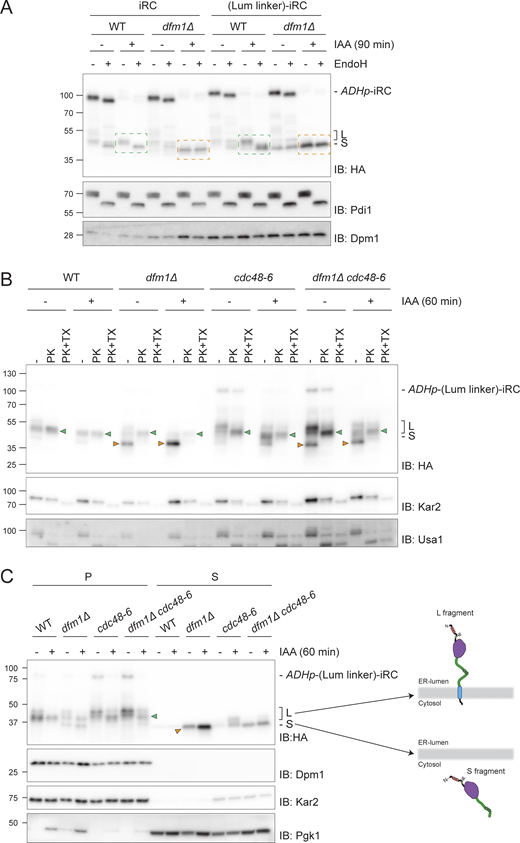 Dfm1 couples retrotranslocation of the DHFR domain to its degradation. (A) Analysis of glycosylation status of (Lum linker)-iRC as in Fig. 5 B. Green boxes: glycosylated L fragment; orange boxes: non-glycosylated S fragment. (B) Protease accessibility of (Lum linker)-iRC and derived fragments. Cells with the indicated genotype were shifted to 37°C for 2 h (to inactivate cdc48-6), IAA-treated (for 60 min), or left untreated and used to prepare ER-derived microsomes. These microsomes were incubated with Proteinase-K (PK) (50 μg/ml) in the presence or absence of 1% Triton X-100 (Tx). Samples were analyzed by SDS-PAGE followed by Western blotting using α-HA antibody. The ER luminal protein Kar2 and the ER membrane protein Usa1 were used as controls and detected with α-Kar2 and α-Usa1 antibodies, respectively. Note that in native extracts the iRC substrate is labile and the L fragment is generated even in the absence of auxin. Green and orange arrowheads indicate L and S fragments, respectively. (C) In dfm1Δ cells, (Lum linker)-iRC-derived S fragment accumulates in the cytosol. Extracts from cells with the indicated genotype were fractionated in crude membranes (P) and soluble (S) material. Cells were shifted to 37°C for 2 h and, where indicated, were incubated with IAA for 60 min. Fractions were analyzed by SDS-PAGE and Western blotting using α-HA antibody. The ER membrane protein Dpm1, the ER luminal protein Kar2, and the cytosolic soluble Pgk1 were used as controls. On the right panel, schematic depiction of L and S fragments derived form (Lum linker)-iRC. Note that in native extracts the iRC substrate is labile and the L fragment is generated even in the absence of auxin. Green and orange arrowheads indicate L and S fragments, respectively. Source data are available for this figure: SourceData F6. Refer to the image caption for details.