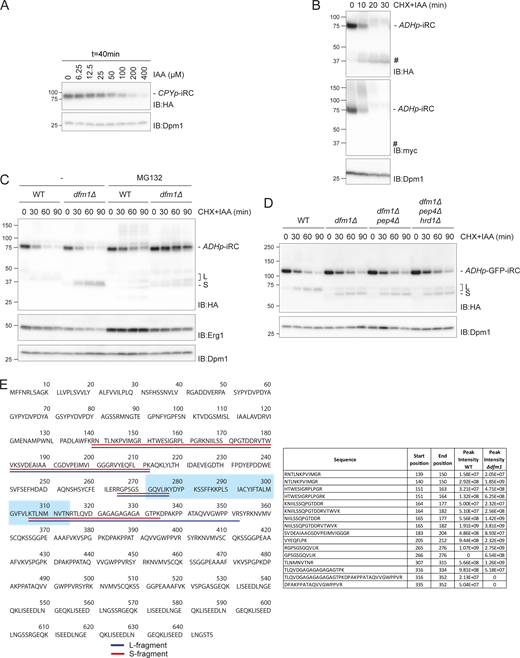 iRC is degraded vectorially from the C-terminus and L and S fragments generation requires the proteasome. (A) iRC degradation depends on auxin concentration. Levels of iRC in WT cells expressing AtTir1 were analyzed after 40 min incubation with the indicated concentration of auxin (IAA). Samples prepared and analyzed as in Fig. 1 F. (B) Time-course analysis of iRC. Samples were prepared and analyzed as in Fig. 2 A. The substrate and the derived fragment were detected with α-HA and α-myc antibodies. To note, these cells expressed an untagged version of AtTir1, which leads to faster degradation of iRC. (C) Effect of proteasome inhibition on the degradation of iRC in dfm1Δ cells. Cells with the indicated genotype were treated with the proteasome inhibitor MG132 (25 µg/ml) for 30 min, and subsequently with IAA and CHX to follow iRC degradation. PDR5 was deleted in WT and dfm1Δ cells to increase the effectiveness of MG132 treatment. Samples were analyzed as in Fig. 1 G. (D) Lysosome activity is not involved in iRC degradation. Samples were prepared and analyzed as in Fig. 2 A. The substrate and the derived fragment were detected with α-HA. Dpm1 was used as the loading control. (E) Left panel: amino acid sequence of iRC. Underlined in blue and red are the peptides identified by mass spectrometry for the L and S fragments, respectively. iRC transmembrane segment is highlighted in a light blue background. Right panel: the intensity of the peptides from L and S fragments in WT and dfm1Δ cells, respectively, as determined by mass spectrometry. Source data are available for this figure: SourceData FS1.