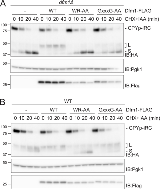 Dfm1 rhomboid motifs are required for iRC degradation. (A) Time-course analysis of iRC degradation in dfm1Δ cells with an empty vector (−) or overexpressing the indicated DFM1 variants. Expression of Dfm1 variants was driven from the inducible GAL promoter upon growth in galactose-containing media. Samples were treated and analyzed as in Fig. 2 A. iRC and FLAG-tagged Dfm1 derivatives were detected with α-HA and α-Flag antibodies, respectively. Pgk1 was used as a loading control and detected with α-Pgk1 antibody. (B) Time-course analysis of iRC degradation in WT cells with an empty vector (−) or overexpressing the indicated DFM1 variants. Samples were prepared and analyzed as in A. Source data are available for this figure: SourceData FS2.