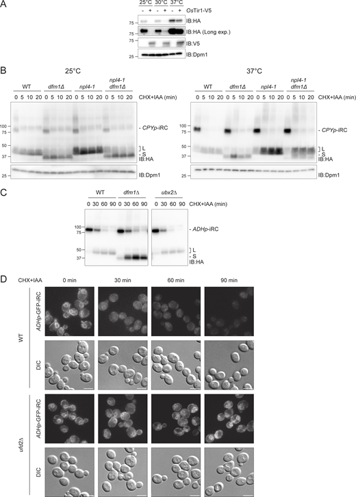 Cdc48 and its cofactors act at distinct steps of iRC degradation. (A)OsTir1 promotes iRC degradation even in the absence of Auxin. WT cells expressing the iRC with and without V5-tagged OsTir1 (OsTir1-V5) were grown in the absence of auxin at the indicated temperature. Whole-cell lysates were analyzed by SDS-PAGE and immunoblotting with the indicated antibodies. Dpm1 was used as the loading control. (B) Time-course analysis of iRC degradation in cells with the indicated genotype at 25°C (left panel) or upon a 1 h shift to 37°C (right panel). At time 0, cells were treated with IAA (50 μM) and CHX. In these cells, iRC ubiquitination is mediated by OsTir1, which is functional at 37°C. Samples were prepared and analyzed as in Fig. 2 A. Dpm1 served as loading control. (C) Time-course analysis of iRC degradation in cells with the indicated genotype. Samples were prepared and analyzed as in Fig. 2 A. (D) Fluorescence images of a time-course to follow the localization of GFP-tagged iRC in WT and ufd2Δ upon treatment with IAA and CHX. Scale bar: 5 μm. Source data are available for this figure: SourceData FS3. Refer to the image caption for details.