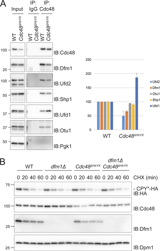 Cdc48ΔHbYXmutant is defective in its interaction with Ufd2 but still functional. (A) Detergent-solubilized lysates from WT and Cdc48ΔHbYX cells were subjected to immunoprecipitation with Cdc48 antibody, and associated proteins were analyzed by SDS-PAGE and Western blotting with indicated antibodies. Right panel: The amount of coprecipitating Cdc48 cofactors was quantified. Data were normalized for Cdc48 levels, and two independent experiments were quantified (n = 2). Error bars represent standard deviation. (B) CPY* degradation monitored by CHX chase. The indicated cells with a plasmid expressing CPY*-HA were treated with CHX. Samples were collected at the indicated time points, and cell lysates were analyzed by SDS-PAGE and Western blot. CPY*-HA was detected with α-HA antibody. The control proteins Cdc48, Dfm1, and Dpm1 were detected with the respective antibody. Source data are available for this figure: SourceData FS4.