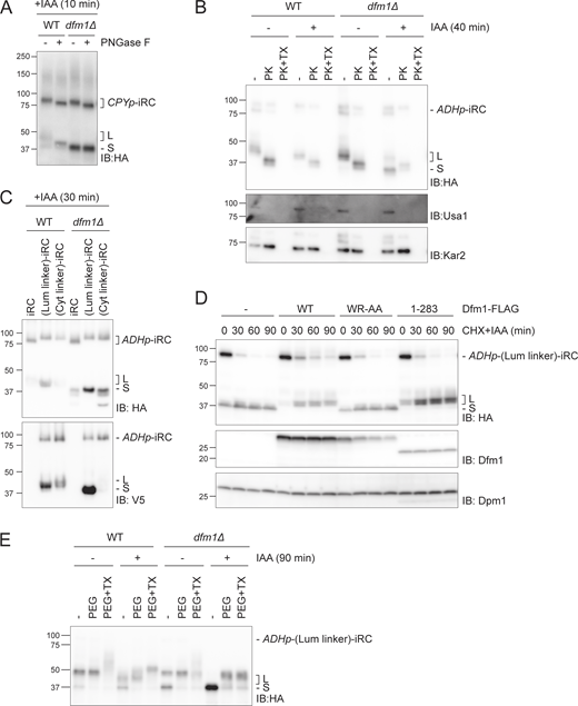 Analysis of fragments topology. (A) Glycosylation status of iRC fragments. Whole-cell extracts of WT and dfm1Δ cells expressing iRC and treated with IAA for 10 min were incubated with PNGase F and analyzed by SDS-PAGE and Western blotting using an α-HA antibody. (B) Protease accessibility of iRC and derived fragments. ER-derived microsomes from untreated or IAA-treated (for 40 min) WT and dfm1Δ cells were incubated with Proteinase-K (PK) (50 μg/ml) in the presence or absence of 1% Triton X-100 (Tx). Samples were analyzed by SDS-PAGE followed by Western blotting using α-HA antibody. The ER luminal protein Kar2 and the ER membrane protein Usa1 were used as controls and detected with α-Kar2 and α-Usa1 antibodies, respectively. (C) Samples from Fig. 5 D (t = 30 min) were analyzed on a 10% Tris-Tricine gel which gives better resolution. In this experiment, the molecular weight difference from the additional 64 amino acids in (Lum linker)-iRC and (Cyt linker)-iRC results in slower migration than original iRC. In contrast, the S fragments from all iRC derivatives show the same molecular weight indicating their degradation is blocked at the same point in relation to the folded DHFR domain. (D) Time-course analysis of (Lum linker)-iRC degradation in dfm1Δ cells with an empty vector (−) or the indicated DFM1 variants. Samples were treated and analyzed as in Fig. 2 A. iRC and FLAG-tagged Dfm1 derivatives were detected with α-HA and α-Dfm1 antibodies, respectively. Dpm1 was used as a loading control and detected with α-Dpm1 antibody. (E) Cysteine accessibility assay of (Lum linker)-iRC. Native lysates were obtained from WT and dfm1Δ cells treated with or without IAA for 90 min. Lysates were incubated with mal-PEG or with mal-PEG+1% Triton X-100, followed by α-HA coimmunoprecipitation and Western blotting using α-HA antibody. Source data are available for this figure: SourceData FS5.
