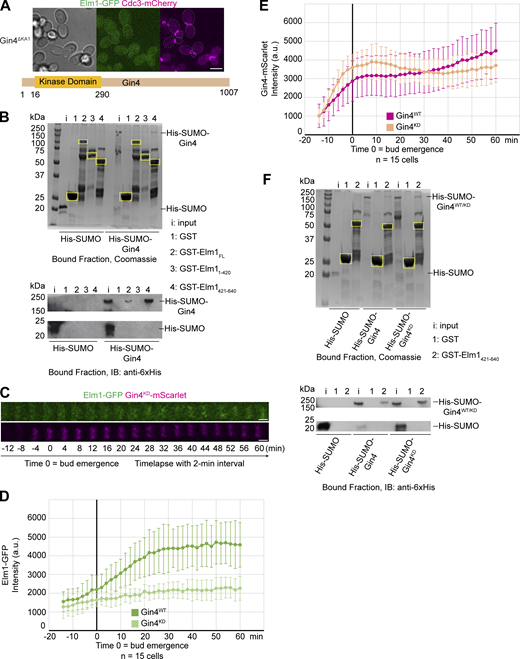 Gin4 regulates Elm1 localization through direct binding and phosphorylation. (A) Top: Representative image of YEF10672 (gin4∆KA1ELM1-GFP CDC3-mCherry) cells with brightfield (left) and maximum-intensity projection of Elm1-GFP in green (middle) and Cdc3-mCherry in magenta (right). Gray dashed line is the cell periphery. Scale bar = 5 μm. Bottom: Protein map of Gin4ΔKA1 with relevant domains labeled. Numbers indicate amino acids of labeled domain boundaries. The KA1 domain of Gin4 (amino acids 1008–1142) has been removed. (B) Top: In vitro binding assay results for indicated GST-tagged proteins bound to glutathione resin and indicated 6xHis-SUMO–tagged protein separated by SDS-PAGE and Coomassie Blue stained. Yellow boxes indicate purified GST-tagged protein. Bottom: In vitro binding assay results for indicated GST-tagged proteins bound to glutathione resin and indicated 6xHis-SUMO–tagged protein separated by SDS-PAGE and immunoblotted with anti-6xHis antibody. This experiment was repeated three times with consistent interaction detected for the full-length Elm1, strong interaction for its C-terminal fragment, and weak or no interaction for its N-terminal fragment. (C) Montages of representative YEF10673 (Elm1-GFP in green and Gin4KD-mScarlet in magenta) cells showing maximum-intensity projections from 12 min before to 60 min after bud emergence from time-lapse series taken with a 2-min interval. T = 0 is bud emergence, scale bars = 1 μm. (D) Quantification of Elm1-GFP signal from cells in C. Shown is integrated measured background subtracted intensity in Gin4WT (YEF10802, green) and Gin4KD (light green) from the sum projection of given number cells for each strain. The mean is plotted with error bars being the SD. a.u. = arbitrary units. (E) Quantification of Gin4-mScarlet signal from cells in C. Shown is the integrated measured background subtracted intensity in Gin4WT (YEF10802, magenta) and Gin4KD (tan) from the sum projection of the given number of cells for each strain. The mean is plotted with error bars being the SD. a.u. = arbitrary units. (F) Top: In vitro binding assay results for the indicated GST-tagged proteins bound to glutathione resin and indicated 6xHis-SUMO–tagged protein separated by SDS-PAGE and Coomassie Blue stained. Yellow boxes indicate purified GST-tagged protein. Bottom: In vitro binding assay results for the indicated GST-tagged proteins bound to glutathione resin and indicated 6xHis-SUMO–tagged protein separated by SDS-PAGE and immunoblotted (IB) with anti-6xHis antibody. This experiment was repeated two times with indistinguishable interaction differences detected between 6xHis-SUMO-Gin4WT and 6xHis-SUMO-Gin4KD to the C-terminal non-kinase domain of Elm1. Source data are available for this figure: SourceData F4.