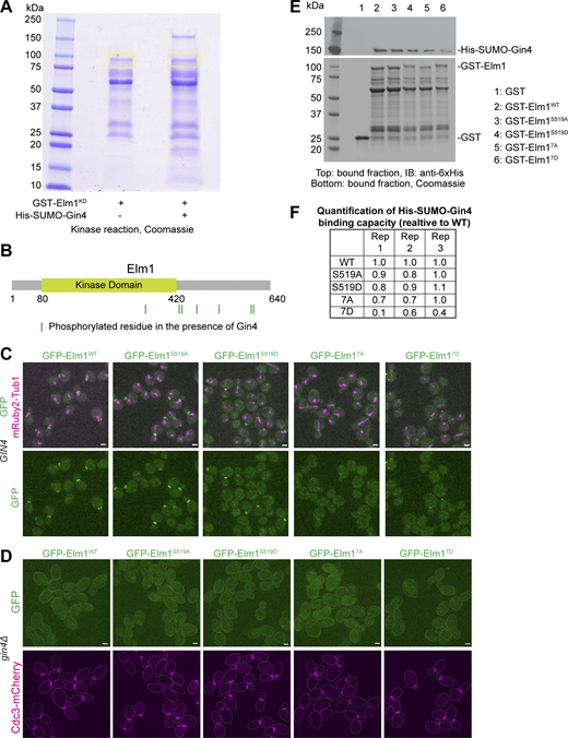 Gin4 directly phosphorylates Elm1 to regulate its bud neck localization. (A) In vitro kinase assay results for GST-Elm1KD incubated with 6xHis-SUMO-Gin4 separated by SDS-PAGE and Coomassie Blue stained. Yellow boxes indicate regions excised for mass spectrometry analysis. (B) Protein schematic of Elm1 with indicated domain boundaries labeled with amino acid positions. Green vertical lines indicate the position of a phosphorylated residue discovered via mass spectrometry. Those sites from left to right are S324, S422, S424, T463, S519, S604, and S605. (C) Representative images of cells for GFP-Elm1WT (YEF11679), GFP-Elm1S519A (YEF11680), GFP-Elm1S519D (YEF11681), GFP-Elm17A (YEF11682), and GFP-Elm17D (YEF11683) in green and mRuby2-Tub1 in magenta. The images show maximum projections. Scale bars = 2 μm. (D) Representative images of the indicated gin4∆ cells with GFP-tagged Elm1 mutants in green and mRuby2-Tub1 in magenta. Strains used are as follows from left to right: YEF11708 (gin4∆ GFP-ELM1WT), YEF11709 (gin4∆ GFP-elm1S519A), YEF11710 (gin4∆ GFP-elm1S519D), YEF11711 (gin4∆ GFP-elm17A), and YEF11712 (gin4∆ GFP-elm17D). The images show maximum projections. The dotted line indicates the cell periphery. Scale bars = 2 µm. (E) In vitro binding assay results for the indicated GST-tagged proteins bound to glutathione resin and their ability to pull down His-SUMO-Gin4. Top: Immunoblotted (IB) with antibody against 6x-His; bottom: Coomassie Blue stained. This experiment was repeated three times and a representative immunoblot is shown. (F) Quantification of GST-Elm1 mutants binding ability to 6xHis-SUMO-Gin4. The formula used to calculate values = (membrane band intensity of Gin4/gel band intensity of Elm1)/WT calculated value. Source data are available for this figure: SourceData F5.