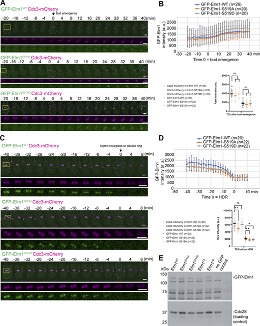 Phosphorylation at S519 in Elm1 is not necessary for Elm1 localization to the bud neck. (A) Montages of representative cells of Elm1WT, Elm1S519A, and Elm1S519D tagged with GFP in green and Cdc3-mCherry shown in magenta. The images show maximum-intensity projections of the indicated fluorescent protein from 20 min before to 40 min after bud emergence with selected frames from time-lapse series taken with a 2-min interval. Strains used are as follows: YEF11688 (GFP-ELM1WTCDC3-mCherry), YEF11689 (GFP-elm1S519ACDC3-mCherry), and YEF11690 (GFP-elm1S519DCDC3-mCherry). The dashed line indicates the cell periphery. Scale bars = 2 µm. (B) Quantification of the cells in A. Top panel is the background subtracted integrated intensity measured of GFP-Elm1 from the sum projection of a given number of cells for each strain. The mean is plotted with error bars being SD. a.u. = arbitrary units. Bottom panel is the background subtracted integrated intensity measured of Cdc3-mCherry (open circles) and GFP-Elm1 (crosses) in the given number of cells per strain at 20 min after bud emergence. Each plotted point is a single cell’s bud neck measured intensity. ns = not significant (P > 0.05) by unpaired Student’s t test. (C) Montages of representative cells of Elm1WT, Elm1S519A, and Elm1S519D tagged with GFP in green and Cdc3-mCherry shown in magenta. The images show maximum-intensity projections of the indicated fluorescent protein from 40 min before to 8 min after septin HDR transition with selected frames from a time-lapse series taken with a 2-min interval. Strains used are the same as listed in A. The dashed line indicates the cell periphery. Scale bars = 2 µm. (D) Quantification of the cells in C. Top panel is the background subtracted integrated intensity measured of GFP-Elm1 from the sum projection of a given number of cells for each strain. The mean is plotted with error bars being SD. a.u. = arbitrary units. Bottom panel is the background subtracted integrated intensity measured of Cdc3-mCherry (open circles) and GFP-Elm1 (crosses) in the given number of cells per strain at 20 min after bud emergence. Each plotted point is a single cell’s bud neck measured intensity. ns = not significant (P > 0.05), * = P < 0.05, and ** = P < 0.01 by unpaired Student’s t test. (E) Western blot analysis of Elm1 phospho-site mutant protein expression compared with Elm1WT. Strains used are as follows: YEF11665 (GFP-ELM1WT), YEF11666 (GFP-elm1S519A), YEF11667 (GFP-elm1S519D), YEF11668 (GFP-elm17A) YEF11669 (GFP-elm1S519D), and YEF2232 (no GFP control). Top: immunoblotted with antibody anti-GFP; bottom: immunoblotted with antibody anti-Cdc28 as the loading control. This experiment was repeated three times. Source data are available for this figure: SourceData FS3.