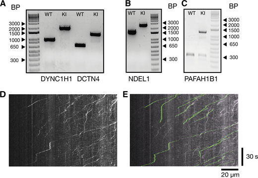 Genotyping results of knock-in lines and example analysis. (A) DNA gel of control cell lines and homozygous knock-in of the Halotag to the DYNC1H1 and DCTN4 locus. (B) DNA gel of control cell lines and homozygous knock-in of the Halotag to the NDEL1 locus. (C) DNA gel of control cell lines and heterozygous knock-in of the Halotag to the PAFAH1B1 (LIS1) locus. Comparison between kymograph and spots tracked with Trackmate. (D) Kymograph from Fig. 3 A, retrograde dynein tracks (Halo-DYNC1H1). (E) Tracks extracted from Trackmate have been overlaid on the original kymograph from Fig. 3 A in green. Source data are available for this figure: SourceData FS3.