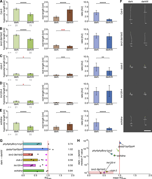 Role of the TRAPPII complex versus ECHIDNA in hypocotyl/root trade-offs. Seedlings were germinated on ½ MS in the dark (dark) or in the dark with −0.4 MPa water stress (darkW). (A) Col-0 (wild type). (B) BR signaling mutant bin2-3bil1bil2 triple knockout (from Kalbfuß et al., 2022). (C)club-2, a null trappii mutant. (D)trs120-4, a null trappii allele. (E) Null echidna allele, impaired in TGN structure and function. At least three experiments were performed for each line, and a representative one is shown here based on RQ and P values. (F) Representative seedling images of Col-0 (wild type) and mutants shown in A–E. bin2-3bil1bil2 and trs120-4 mutants failed to correctly adjust their hypocotyl and root lengths from dark to darkW conditions. Dotted lines mark the hypocotyl-root junction, whereas arrows point to the end of the root. Scale bar is 1 cm. (G) Normalized response quotient RQratio. Each replicate is represented by a dot. A value of 1 (vertical red line) corresponds to an identical adaptation to darkW conditions as the wild type. Note that the triple bin2-3bil1bil2 knock out, trs120-4 and club-2 had attenuated responses (magenta arrows). (H) Volcano plot with the mean RQratio depicted on the X axis and the median P value of the response on the Y axis (negative log scale; a median of all replicates was used). The area shaded in gray on the red line (green arrow) is where wild-type ecotypes would theoretically map onto the plot. Mutants in the lower left quadrant (peach shading) were considered to have a “confused decision phenotype” (see text). trs120-4 mutants mapped to the lower left quadrant and qualified as decision mutants on two counts: (i) a consistently opposite hypocotyl response (red asterisk in D), (ii) failure to adjust the hypocotyl/root ratio to darkW (the ratio for darkW is the same as for dark in D), translating into a non-significant P value for the ratio response (H). The number (n) of seedlings measured per condition is in gray below the mean ± SD bar graphs. P values were computed with a two-tailed Student’s t test and are represented as follows: *: P < 0.05; **: P < 0.01; ***: P < 0.001; ****: P < 0.0001; *****: P < 0.00001. Mutant alleles and the corresponding ecotypes are described in Table S2. All data points for A–E are shown in Fig. S7. Related to Figs. S7 and S8.