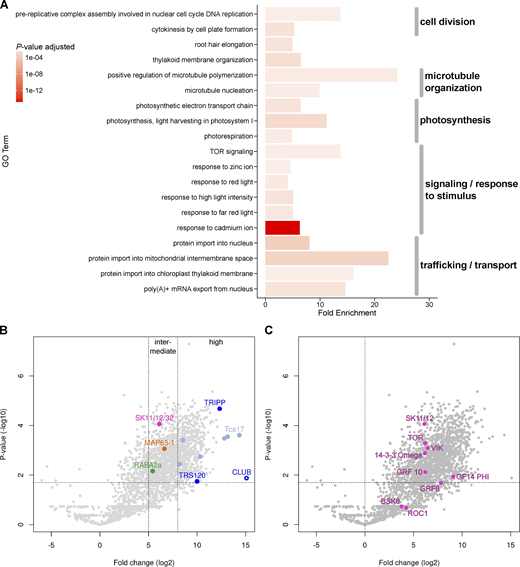 The TRAPPII interactome. The data are derived from an analysis of IP-MS from inflorescences with the TRAPPII-specific subunit CLUB:GFP as bait (see Fig. 1 B; Kalde et al., 2019). Each protein was present in all three biological replicates. The soluble GFP empty vector was used as a negative control. (A) Gene ontology (GO) term enrichment analysis of the TRAPPII interactome. Depicted are highly enriched (fold enrichment ≥4) and significant (FDR-adjusted P value ≤0.003) GO term associations of biological processes of level 0 as bar plots. The length of each bar depicts the fold enrichment of GO terms associated with detected proteins, while the color intensity indicates the significance given as the P value adjusted for the false discovery rate (FDR). Interactors of intermediate intensity (>5 and <8) were used (see Fig. S1 A for an analysis of high-confidence interactors). In addition to the expected ontologies describing traffic, transport, cell division, and microtubule organization, significantly enriched GO categories describe responses to stimuli such as light and metal ions. (B and C) Volcano plots are presented. On the X axis: The ratio (or fold change) was calculated for each protein as the average intensity of the signal in the experiment divided by its average intensity in the control. On the Y axis the P values of the signal in the experiment versus the control, depicted along a negative log10 scale, are shown. Dotted gray lines represent cutoffs: P value ≤0.02 in B and C and ratio >8 for high fold change or >5 for intermediate fold change in B. (B) Note that TRAPPII subunits (light blue for core TRAPP; dark blue for TRAPPII-specific subunits; the CLUB/AtTRS130:GFP TRAPPII-specific bait is depicted as an open circle) are in the upper right field, indicating high abundance and good reproducibility. AtSKs (magenta), MAP65-1 (orange) and RAB-A2a GTPase (green) are all in the upper middle field; these may be transient interactors of TRAPPII. Note that AtSKs (AtSK11/12/32) are more significant than validated interactors such as MAP65 and RAB-A2a (Kalde et al., 2019; Steiner et al., 2016). (C) Highlighted in magenta are members of the brassinosteroid signaling pathway that were differentially enriched over light- versus dark-grown seedlings in a different IP-MS experiment. Note that BSK8, and ROC1 did not meet the significance cutoffs. The most significant interactors were GSK3/AtSK shaggy-like kinases and TOR. Related to Fig. S1 and Table S1. Refer to the image caption for details.